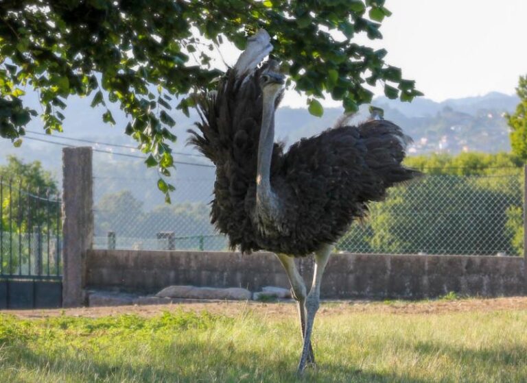 Avestruces