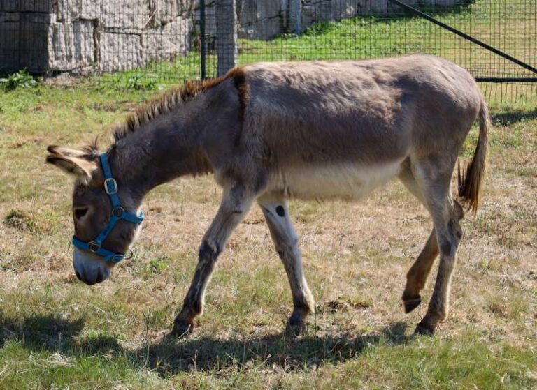 Nuestra burrita Lucera