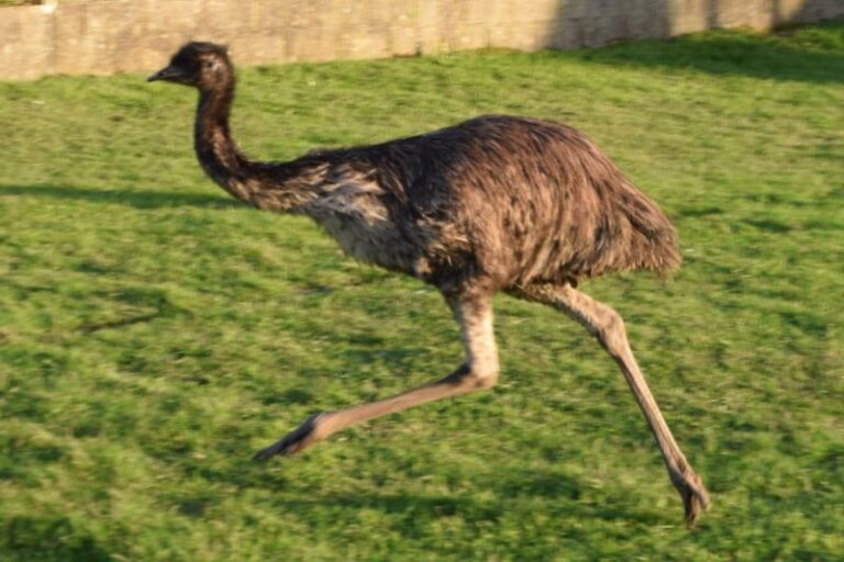 EMUS