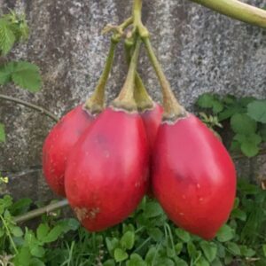 granja-el-horreo-frutos