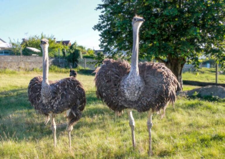 Avestruz