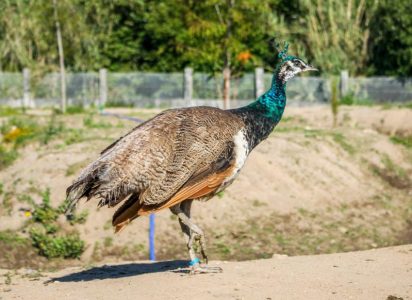 Pavo Real